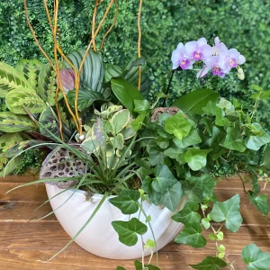 Dish Garden