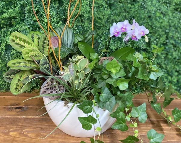 Dish Garden