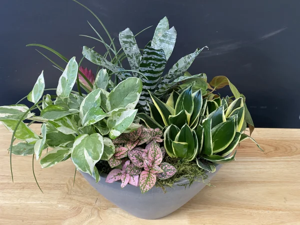 Dish Garden - Image 2